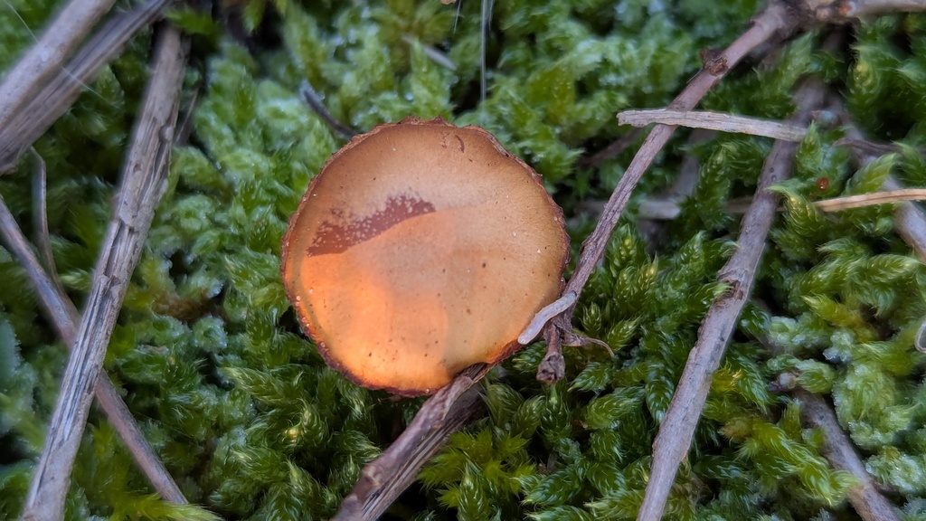 Galerina uncialis