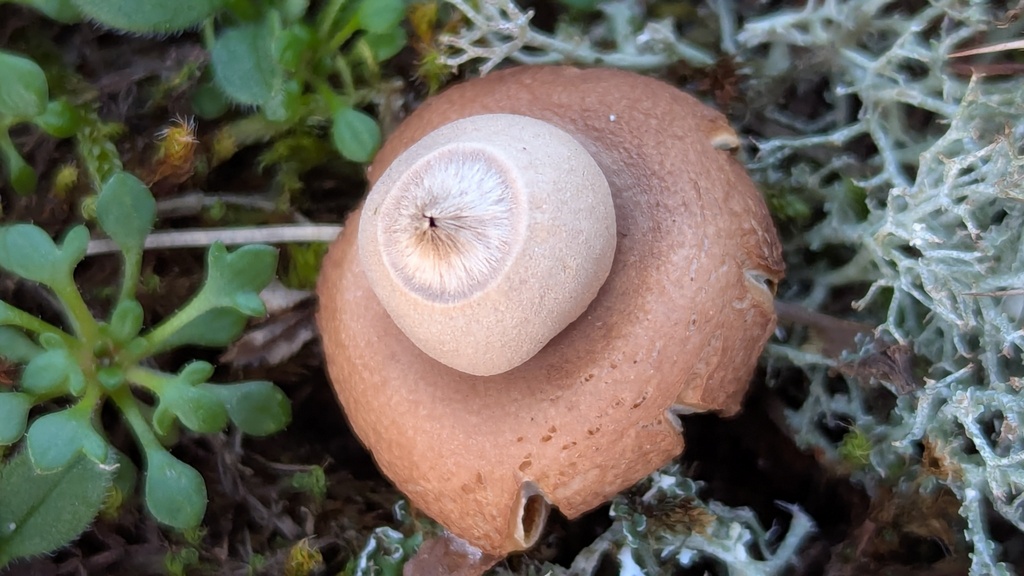 Geastrum saccatum · December 2025 · photo: © rudolphous (iNaturalist, cc-by)