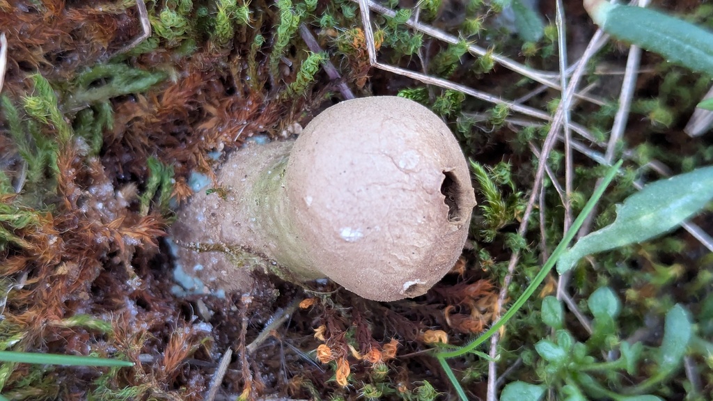 Lycoperdon lividum