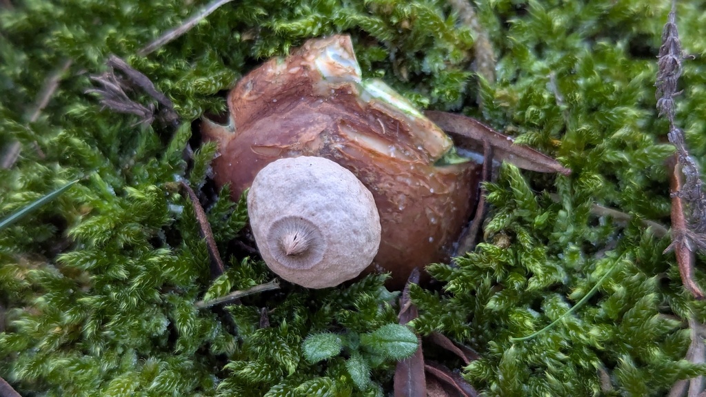 Geastrum saccatum · December 2025 · photo: © rudolphous (iNaturalist, cc-by)