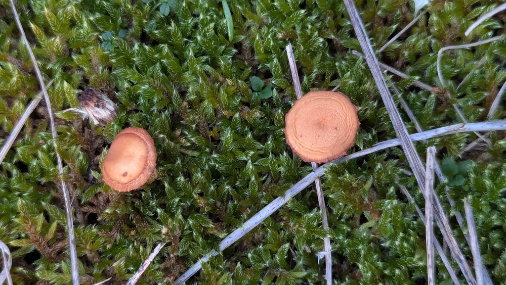 Galerina uncialis · December 2025 · photo: © rudolphous (iNaturalist, cc-by)