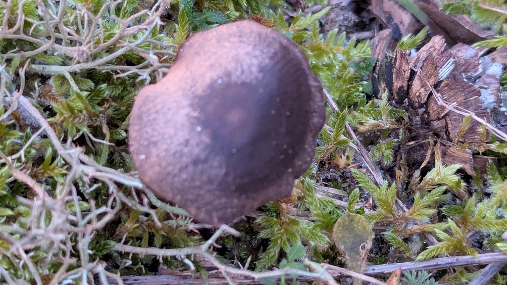 Entoloma vindobonense · December 2025 · photo: © rudolphous (iNaturalist, cc-by)