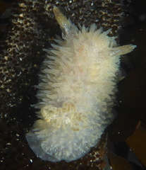 Acanthodoris rhodoceras image