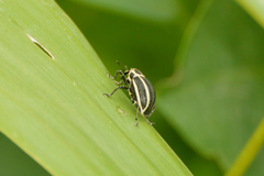 Neodiplogrammus quadrivittatus