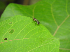 Spheginobaccha