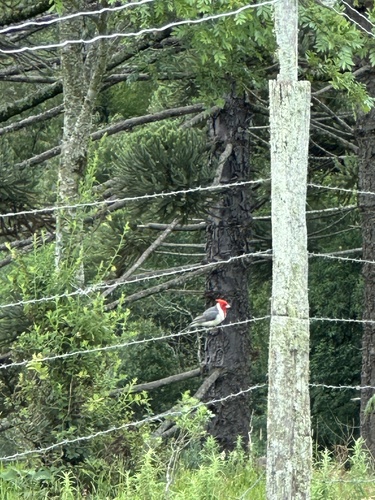 Red-crested Cardinal