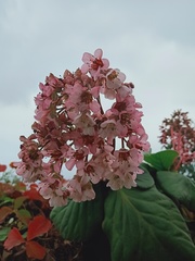 Bergenia crassifolia