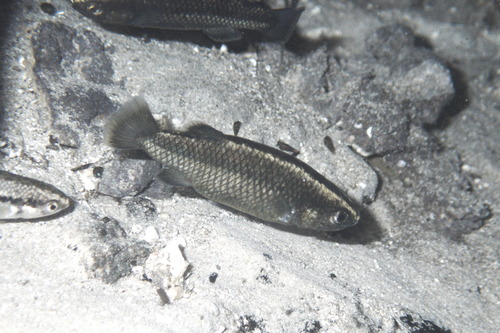 Hiko White River springfish (Crenichthys baileyi) — Goodeidae — 4