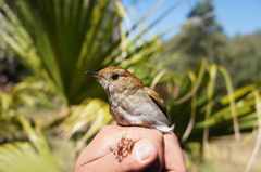 Catharus occidentalis