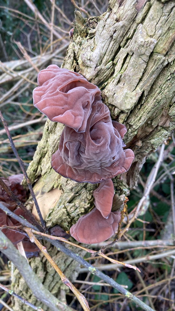 Auricularia auricula-judae