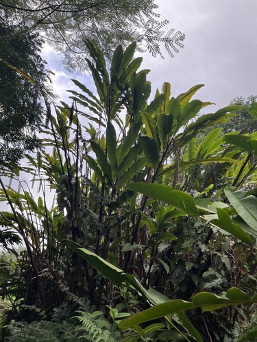 Alpinia boia observed 2025-11-10
