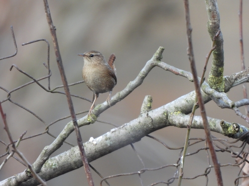 Eurasian Wren