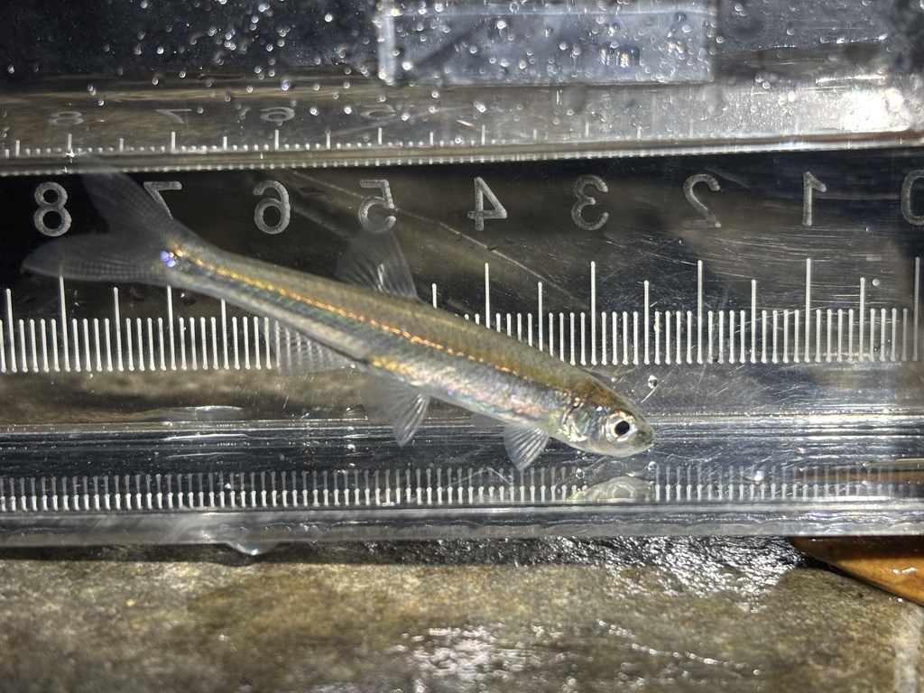 Ouachita Mountain Shiner