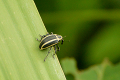 Neodiplogrammus quadrivittatus