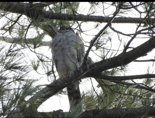 Eurasian Sparrowhawk