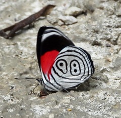 Diaethria euclides phlogea