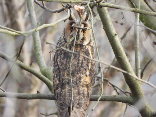 Long-eared Owl
