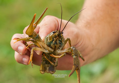 Pontastacus leptodactylus
