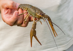 Pontastacus leptodactylus