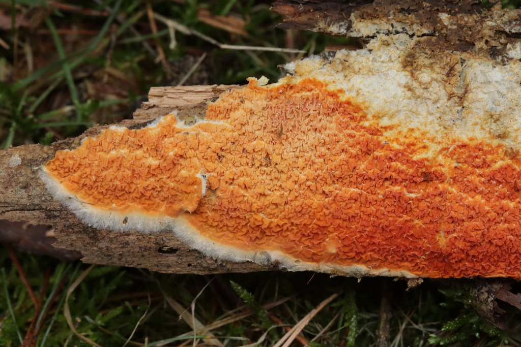 Leucogyrophana mollusca · December 2025 · photo: © bjoerns (iNaturalist, cc-by)