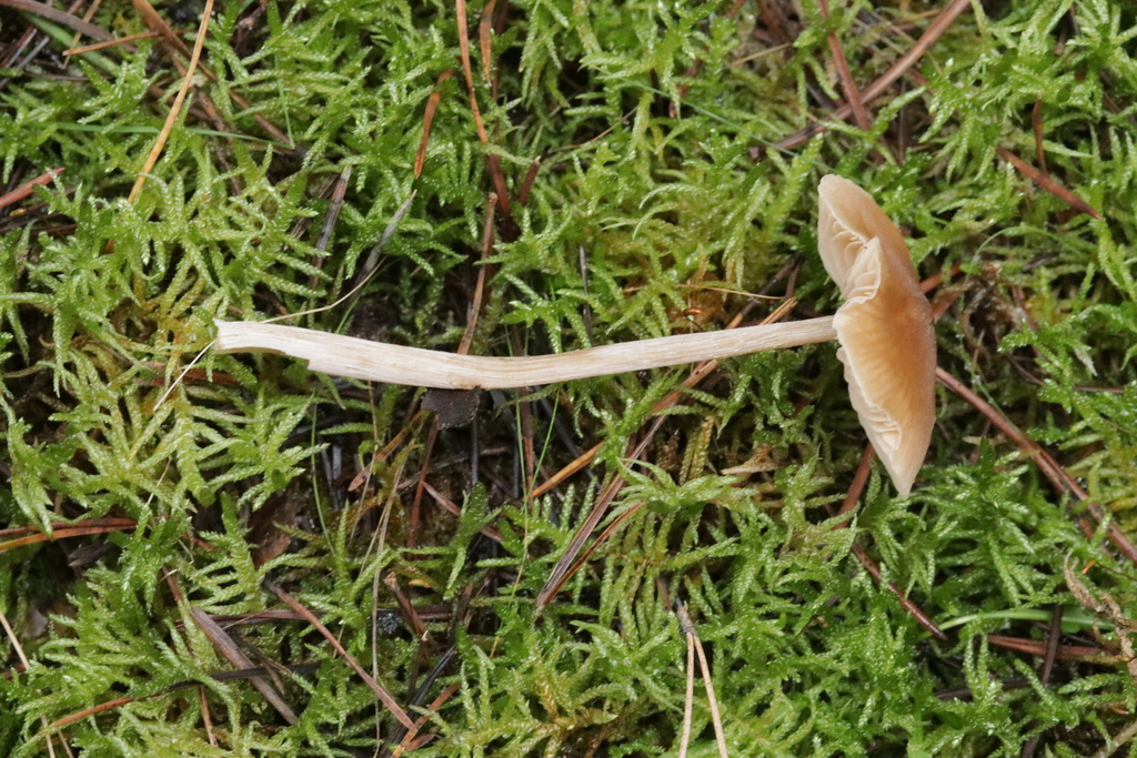 Entoloma cetratum · December 2025 · photo: © bjoerns (iNaturalist, cc-by)