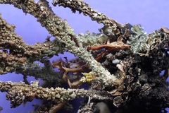 Cladonia macrophylla