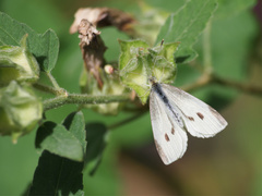 Pieris rapae