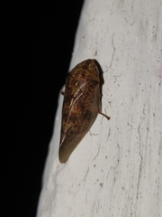 Cephisus siccifolius