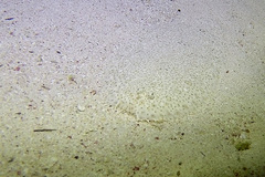 Pardachirus marmoratus