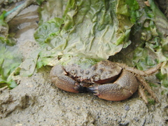 Myomenippe hardwickii