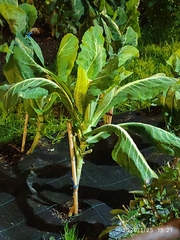 Brassica oleracea