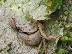 Myomenippe hardwickii