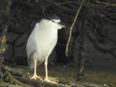 Nycticorax nycticorax