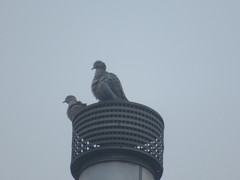 Streptopelia decaocto