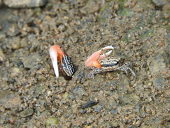 Austruca annulipes image