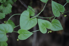 Dioscorea variifolia