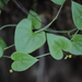 Dioscorea variifolia - Photo (c) orlandomontes,  זכויות יוצרים חלקיות (CC BY-NC), הועלה על ידי orlandomontes