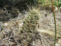 Austrocactus coxii