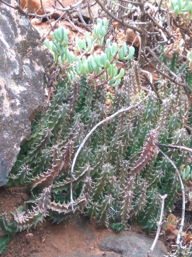 Ceropegia guttata