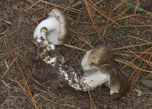 Fried Chicken Mushroom