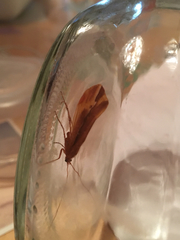 Psychoglypha
