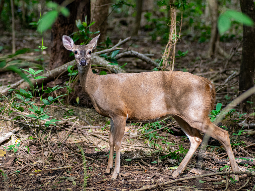 White-tailed Deer