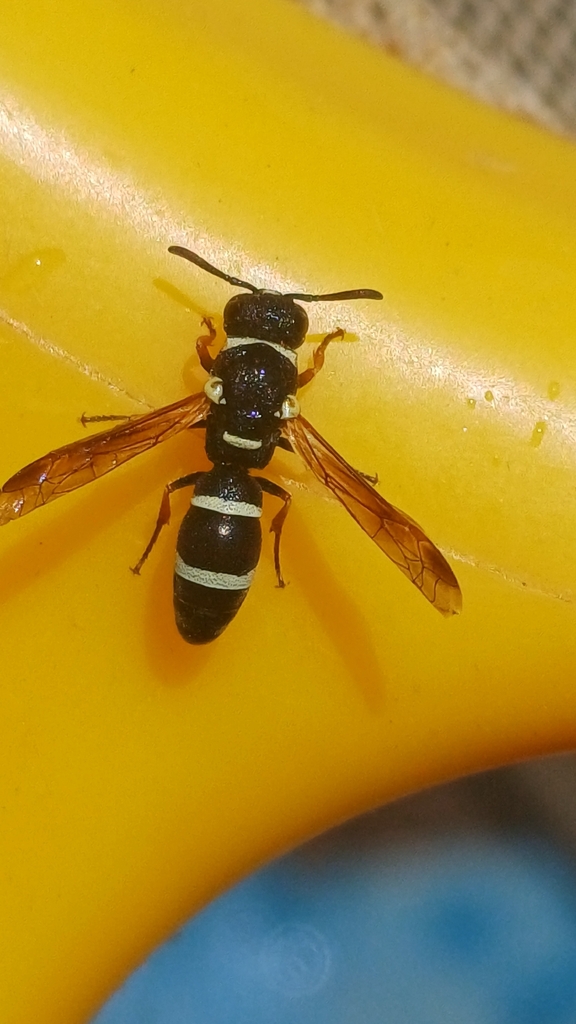 Hypalastoroides angulicollis