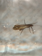 Psychoglypha