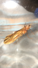 Psychoglypha