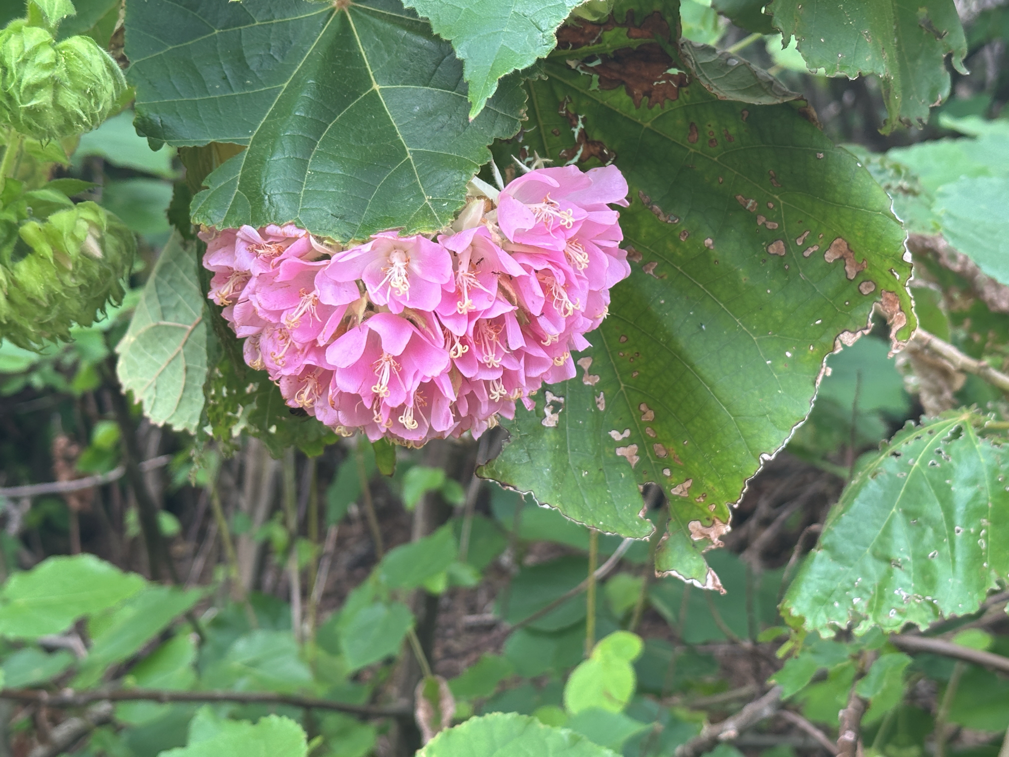Dombeya (Dombeya wallichii)