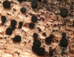 Durella melanochlora