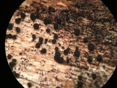 Durella melanochlora