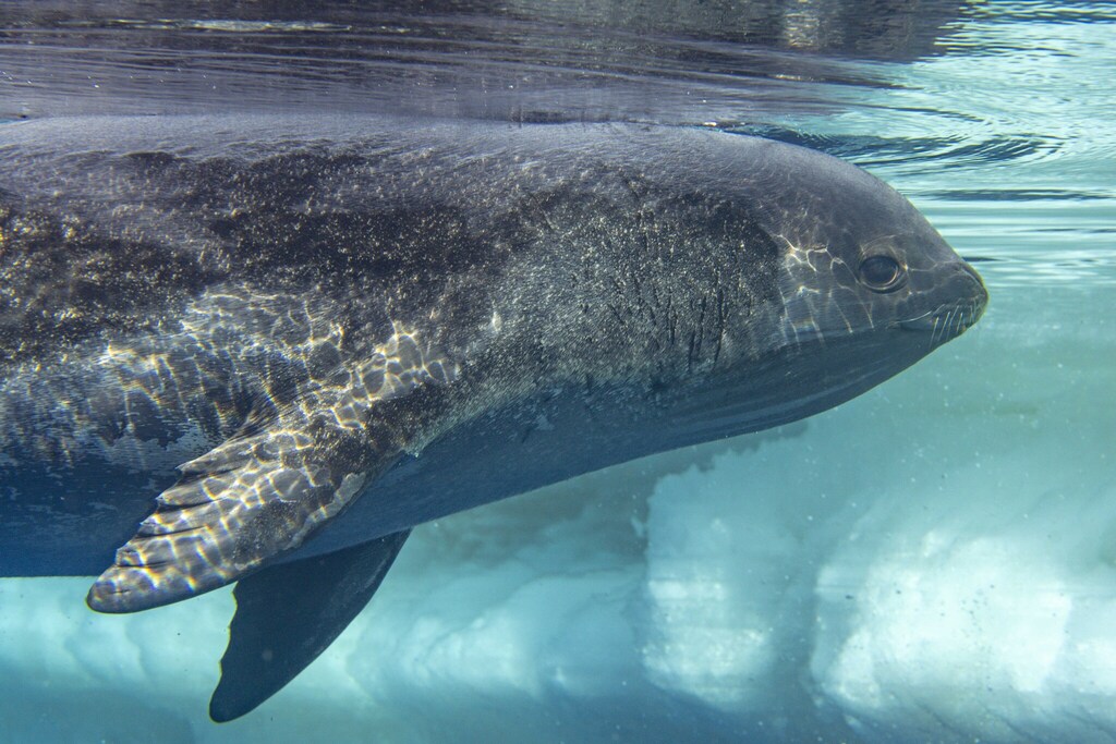 Ross Seal