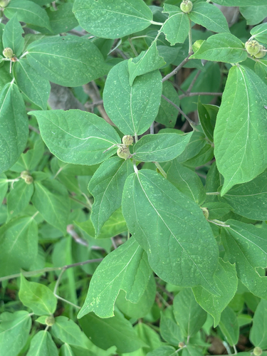 Croton polytrichus